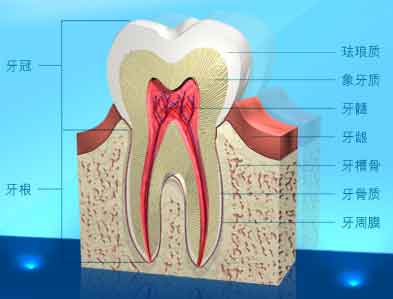 口腔常识：认识牙齿结构